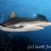 shark_reef_grey_ver_h_0790_yap2249.jpg